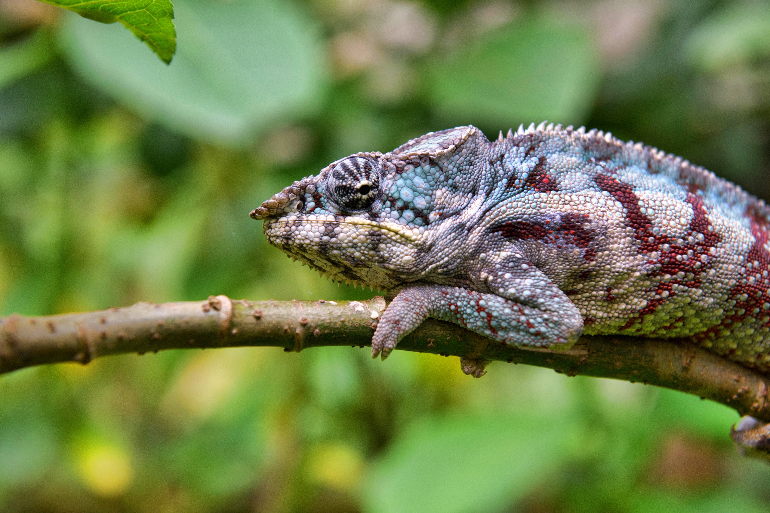 A chameleon amid the lush forests of Madagascar, a unique July destination.