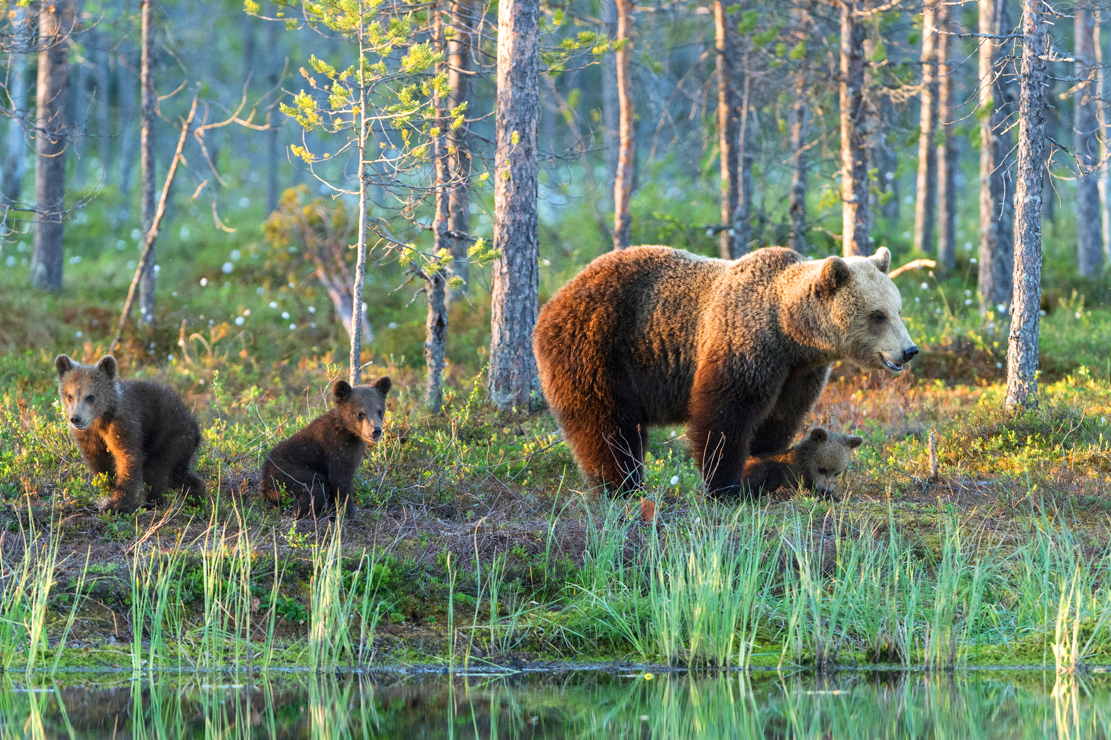 A brown bear and her two cubs in Finland, a top holiday destination in July.