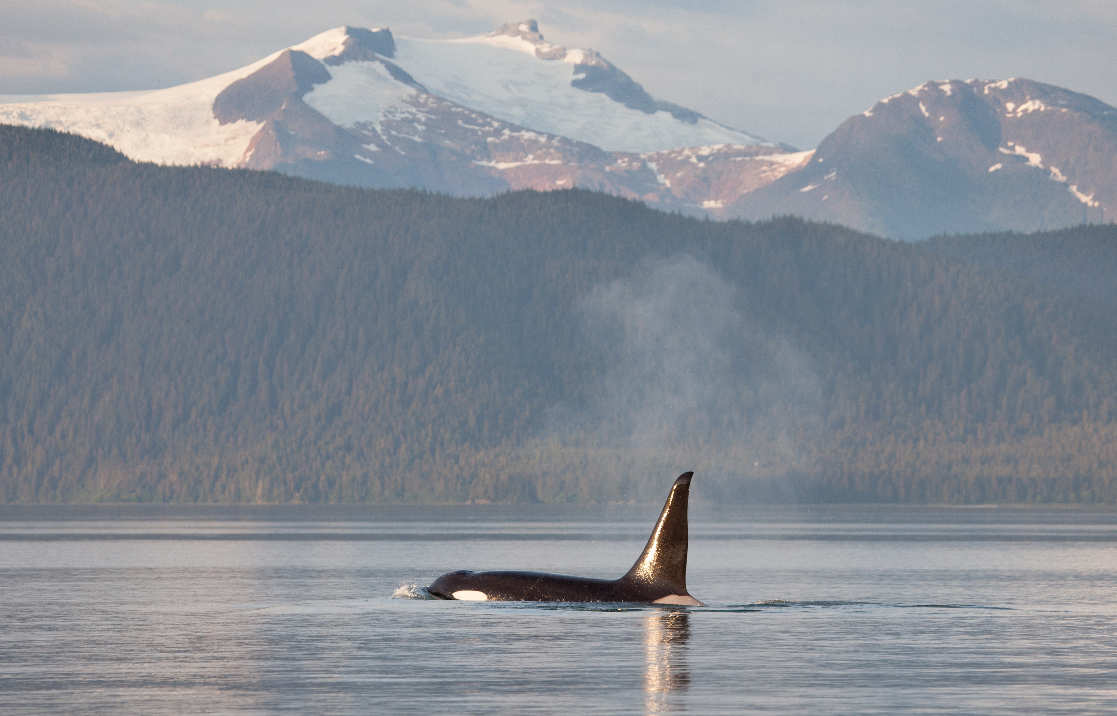 Orca in Frederick Sound with mountains in the background.