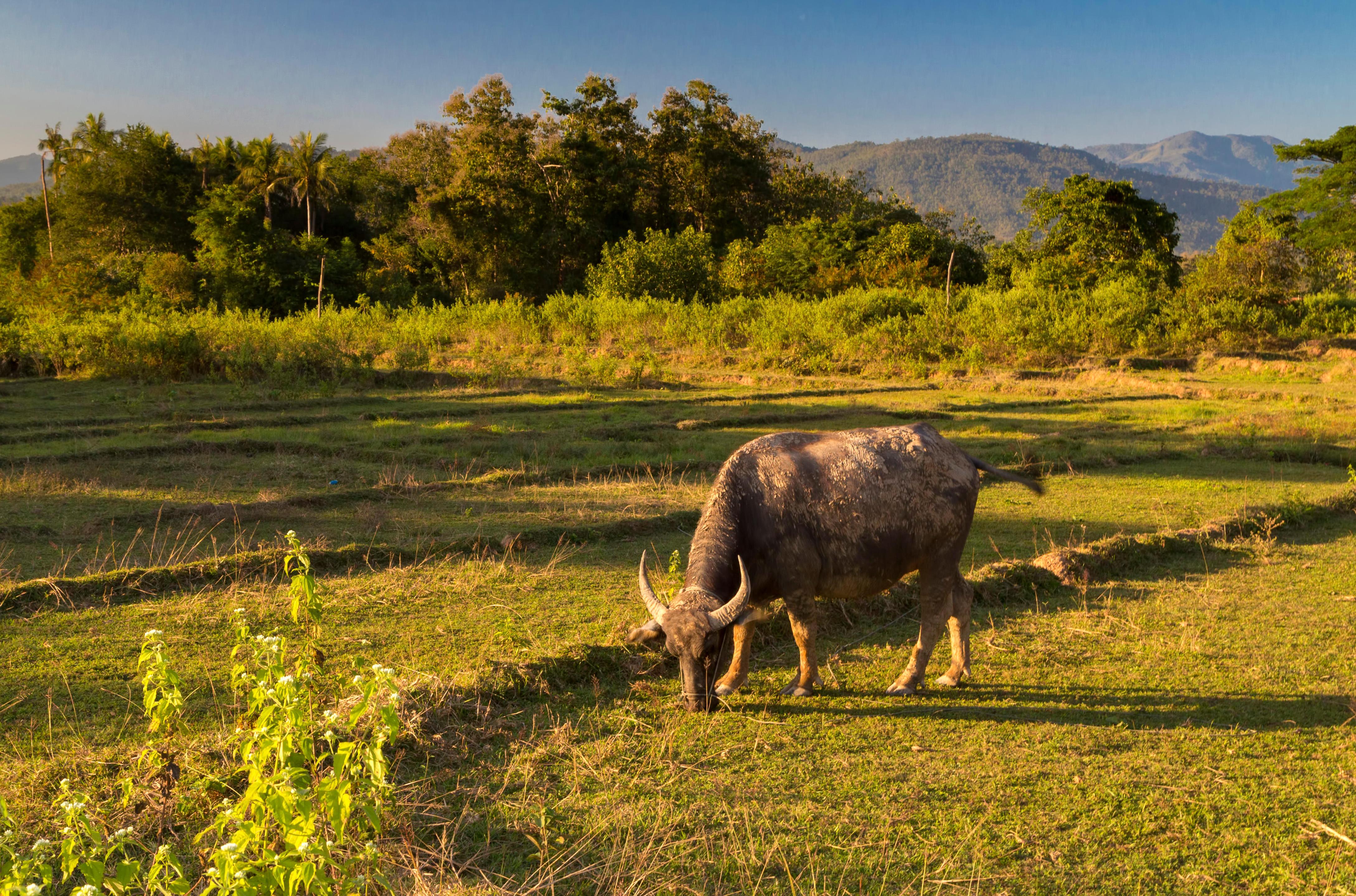 Water buffalo grazing in a field in Luang Prabang, Laos.