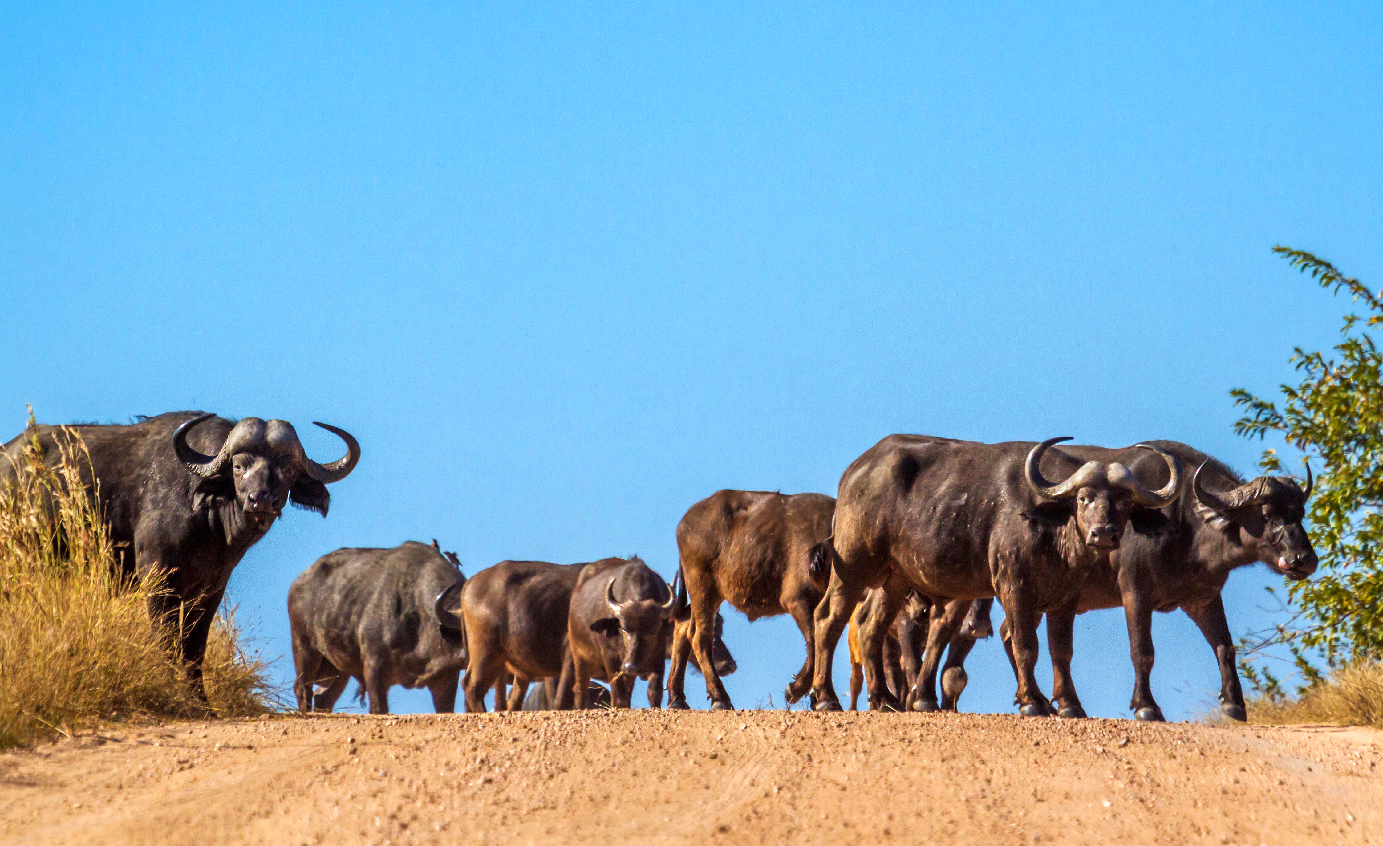 African buffalo in the Kruger National Park, a top choice for July safaris.